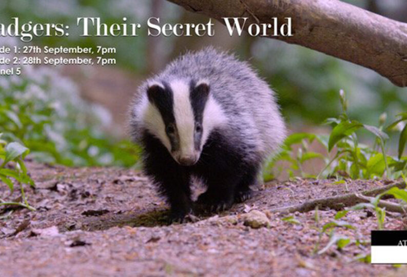 Badgers: Their Secret World